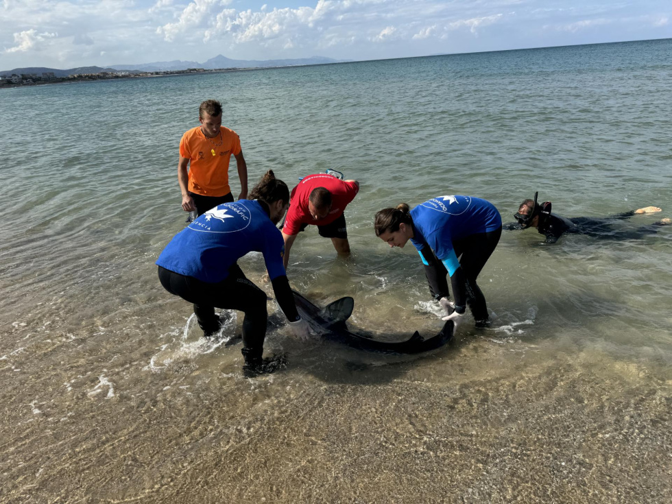 Veterinarios del Oceanogràfic con el tiburón, en una imagen facilitada a EFE