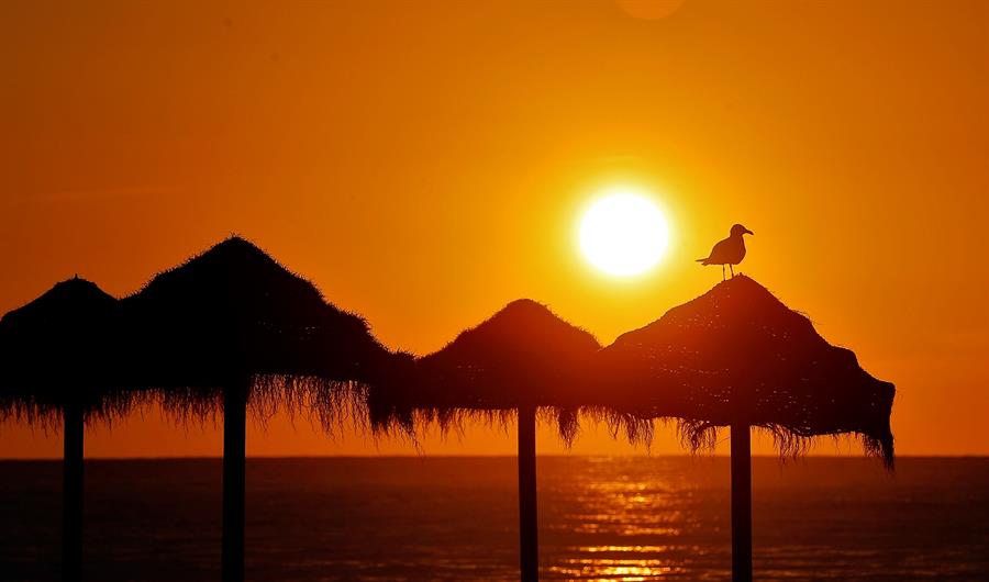 Imagen de archivo de una gaviota descansando sobre una sombrilla . EFE/Manuel Bruque