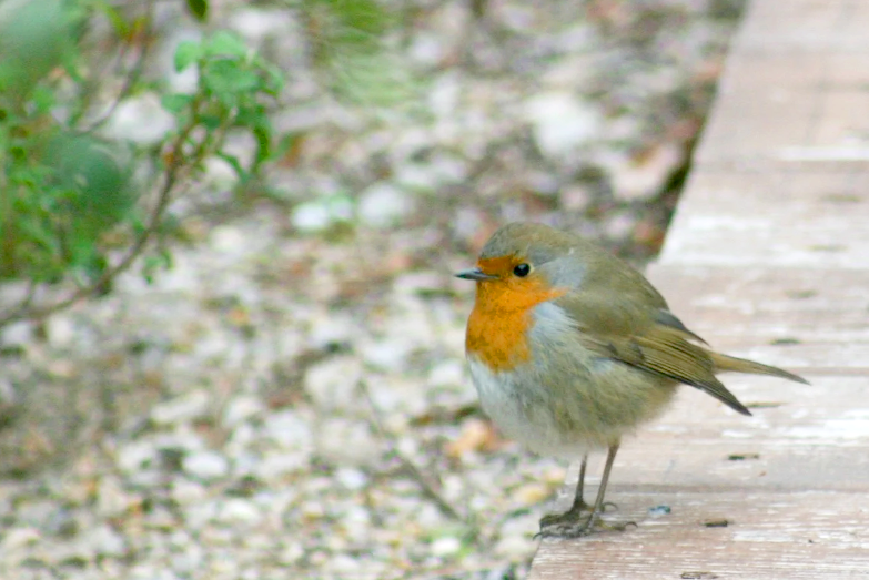 Imagen: Parque natural del Montgó.