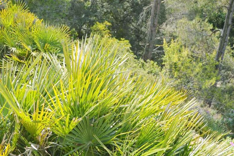 El Montgó celebra el Día Internacional de las Montañas con una ruta guiada y un taller de artesanía tradicional